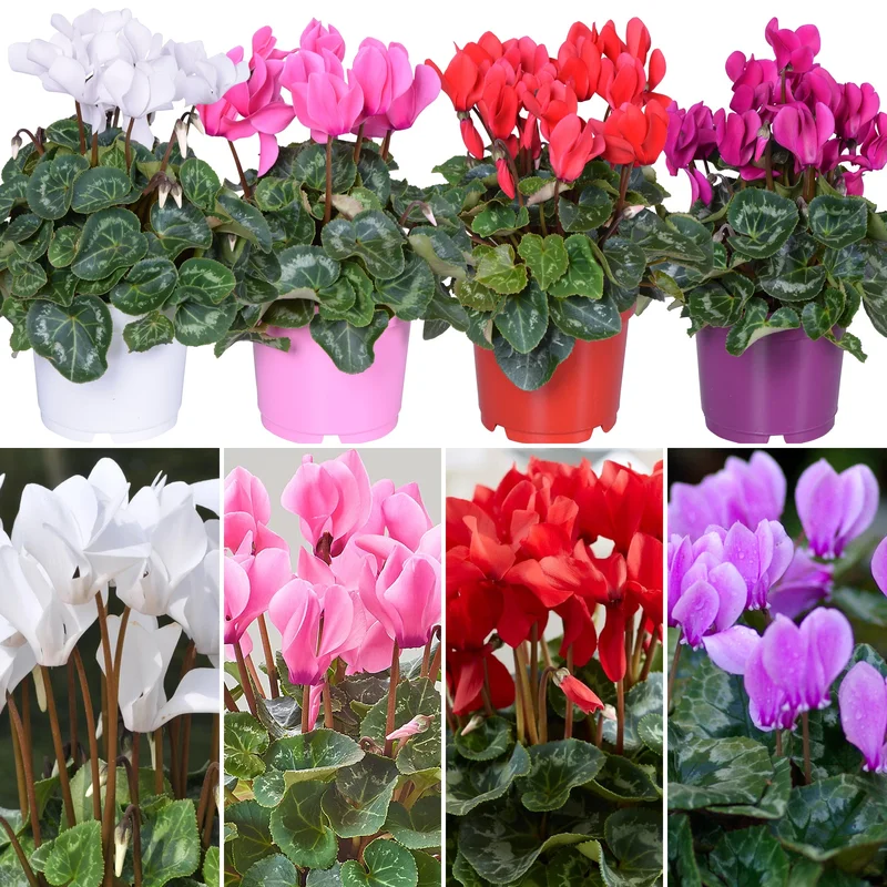 247plants2948564