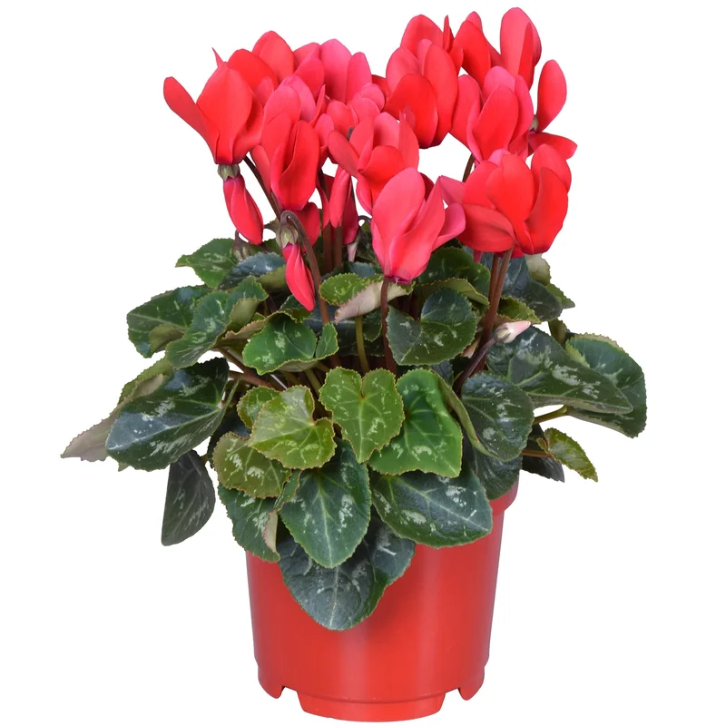 247plants2948585