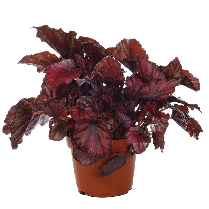 247plants2948632