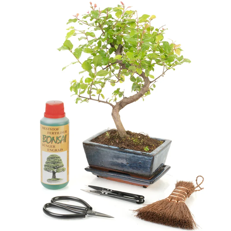 247plants2948905