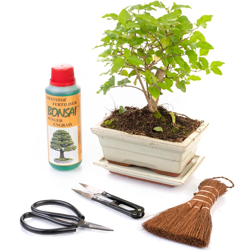 247plants2948943