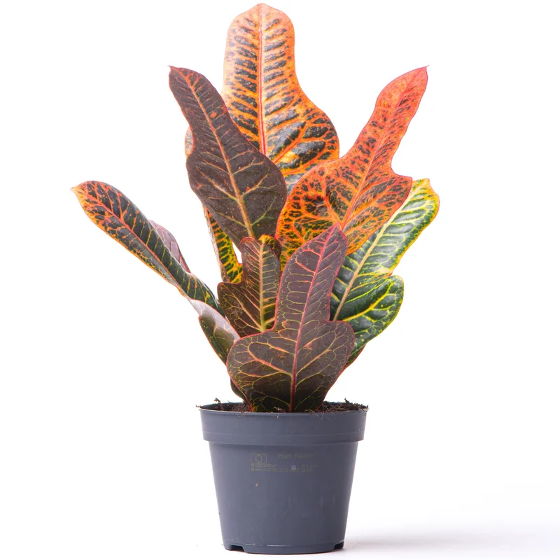 247plants2948964