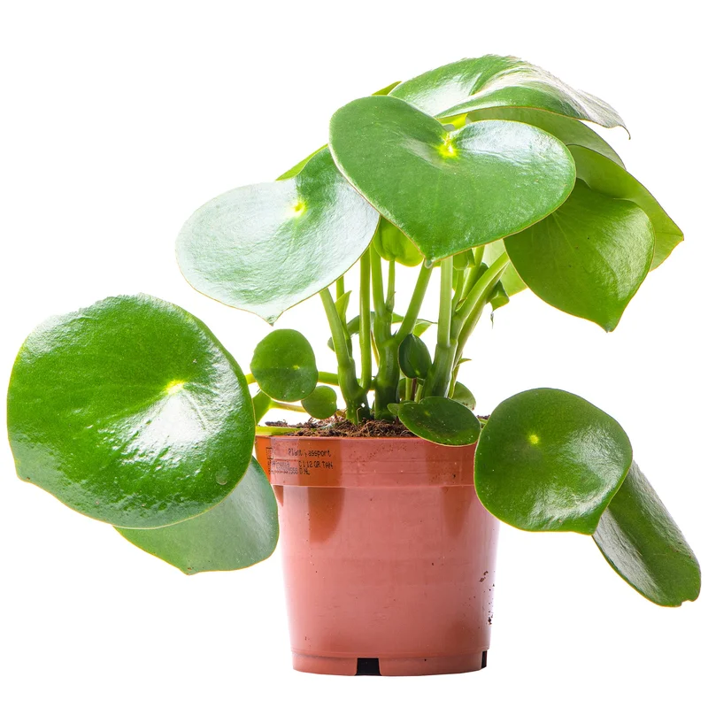 247plants2948997