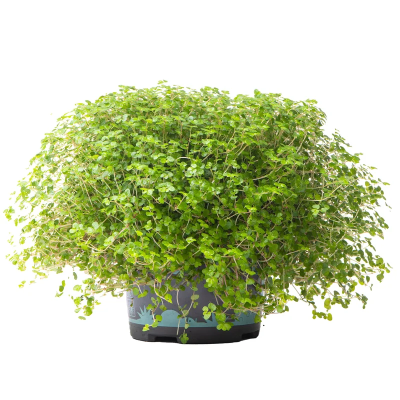 247plants2949050