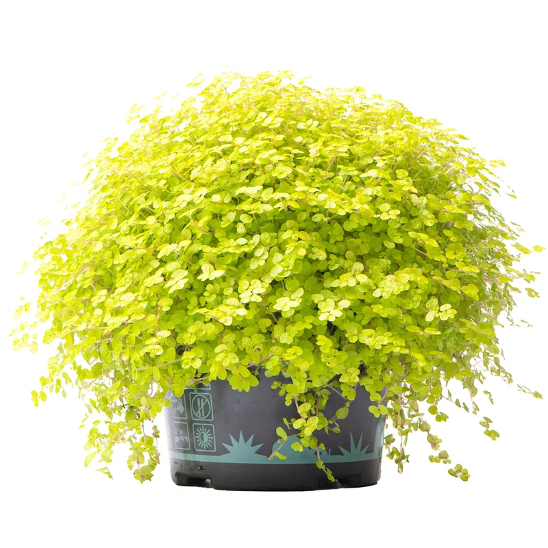247plants2949081
