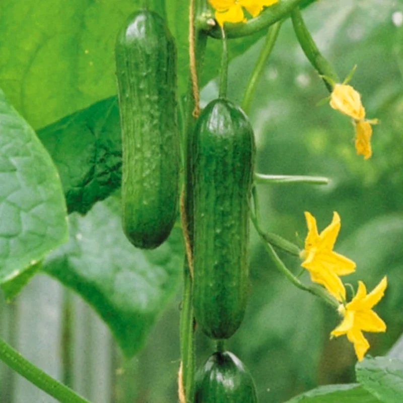 247plants2949181