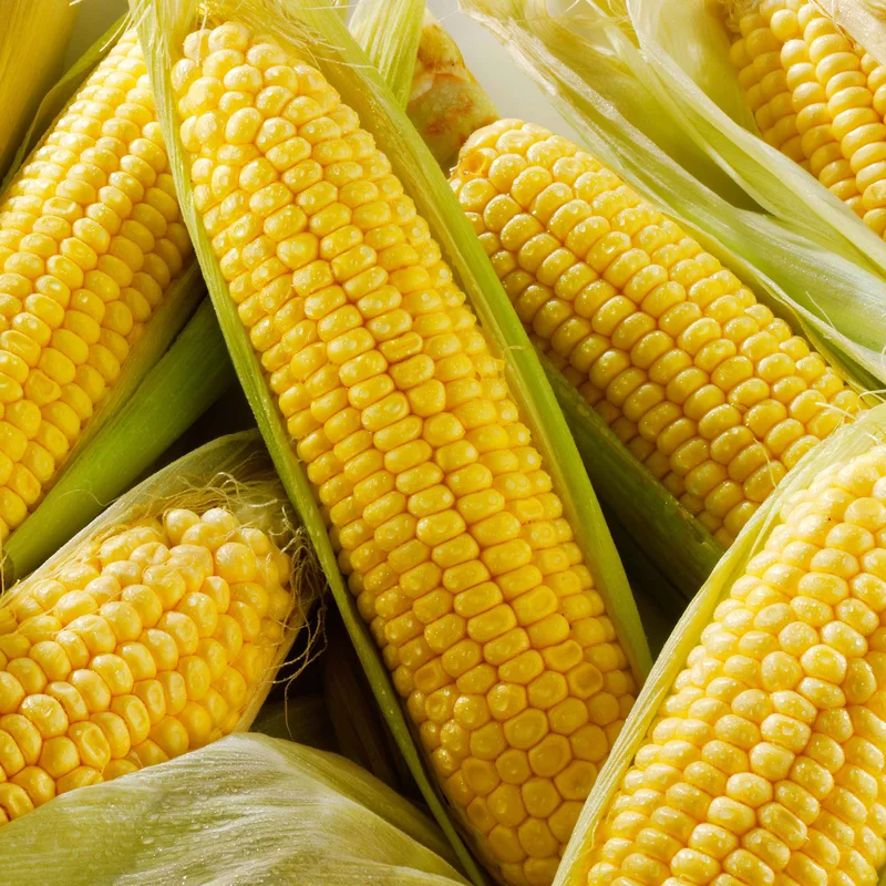 247plants2949463