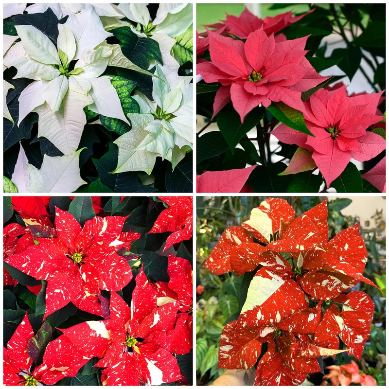 247plants2949663