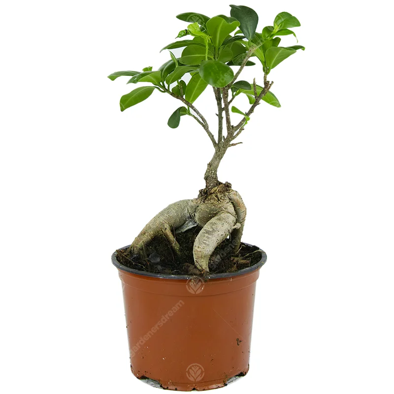 247plants2949959