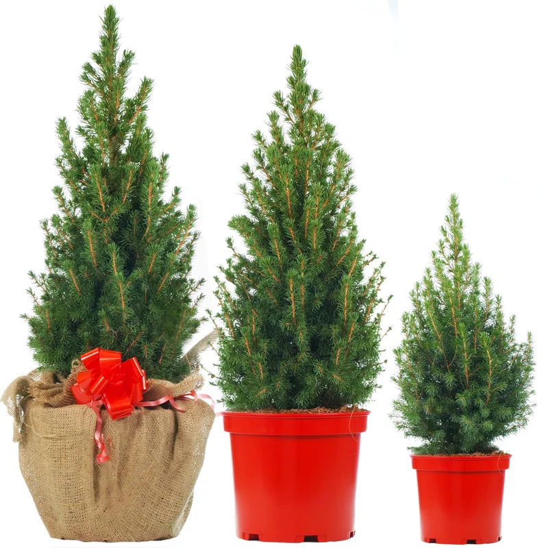 247plants2949984