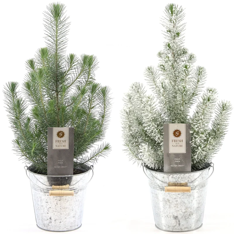 247plants2950079