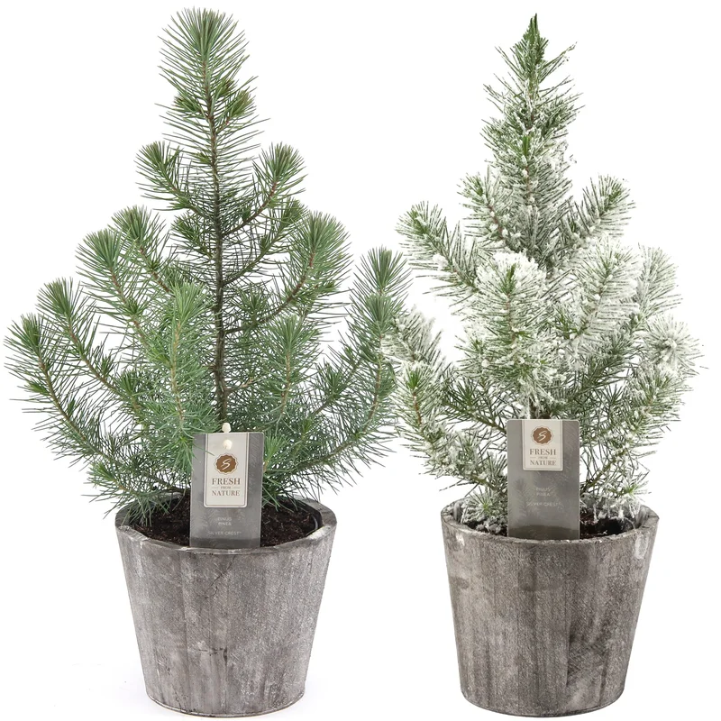 247plants2950103