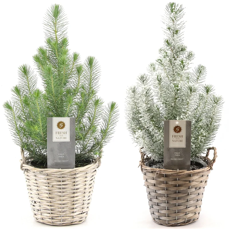 247plants2950128
