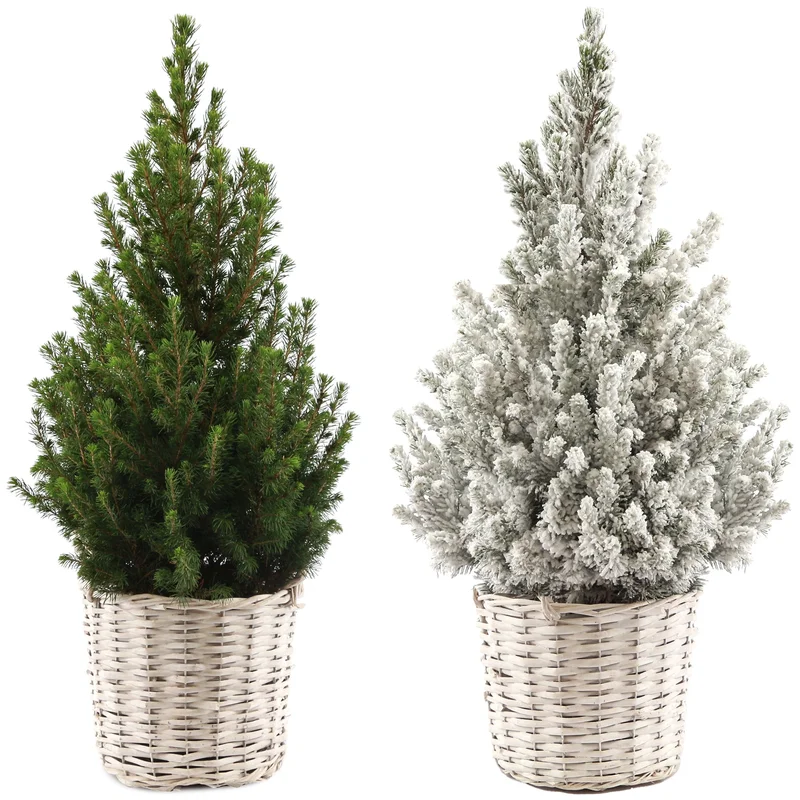 247plants2950222