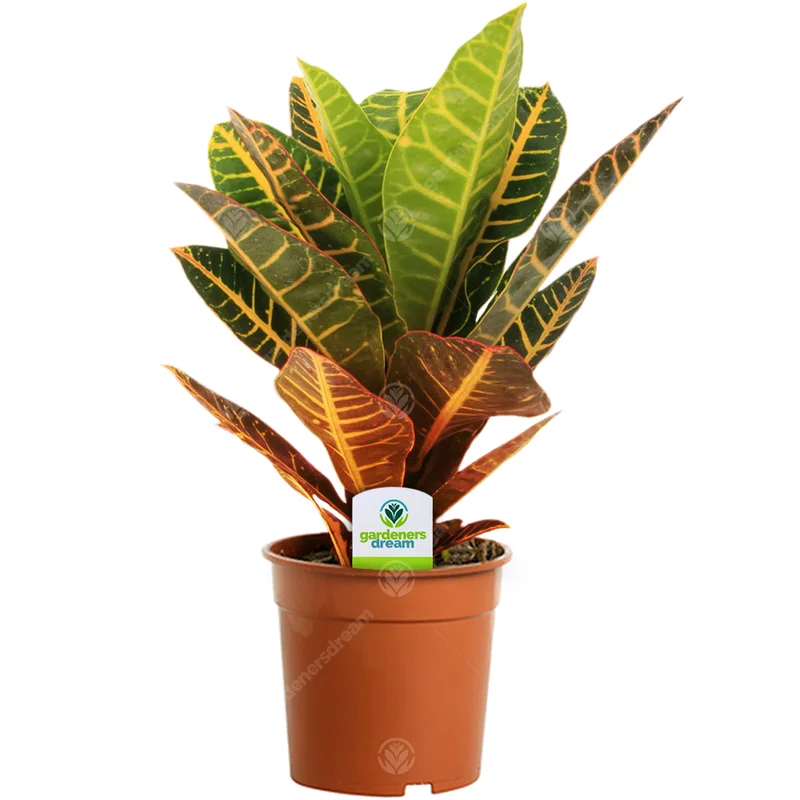 247plants2950241