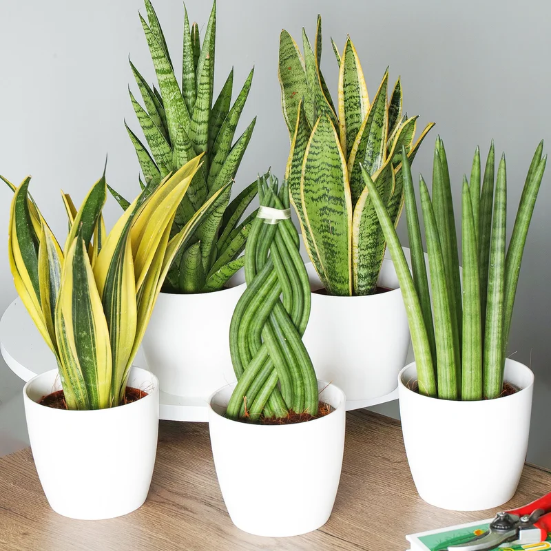 247plants2950281