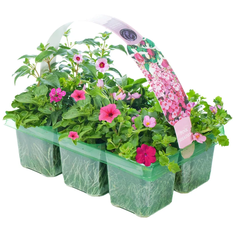 247plants2950376