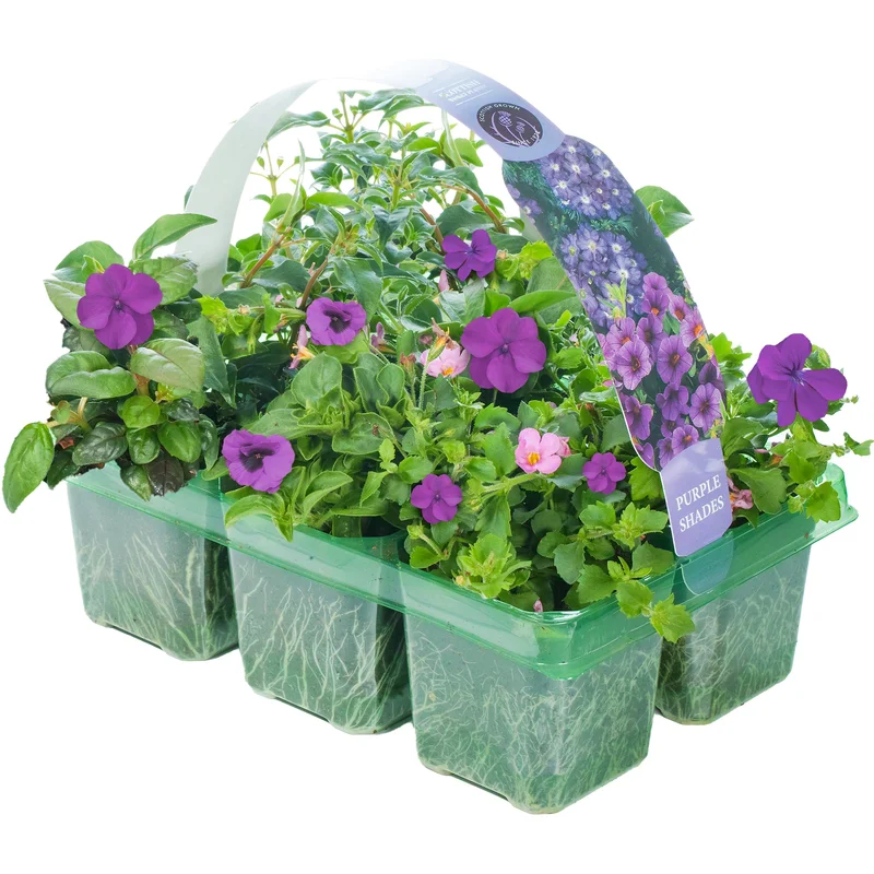 247plants2950402