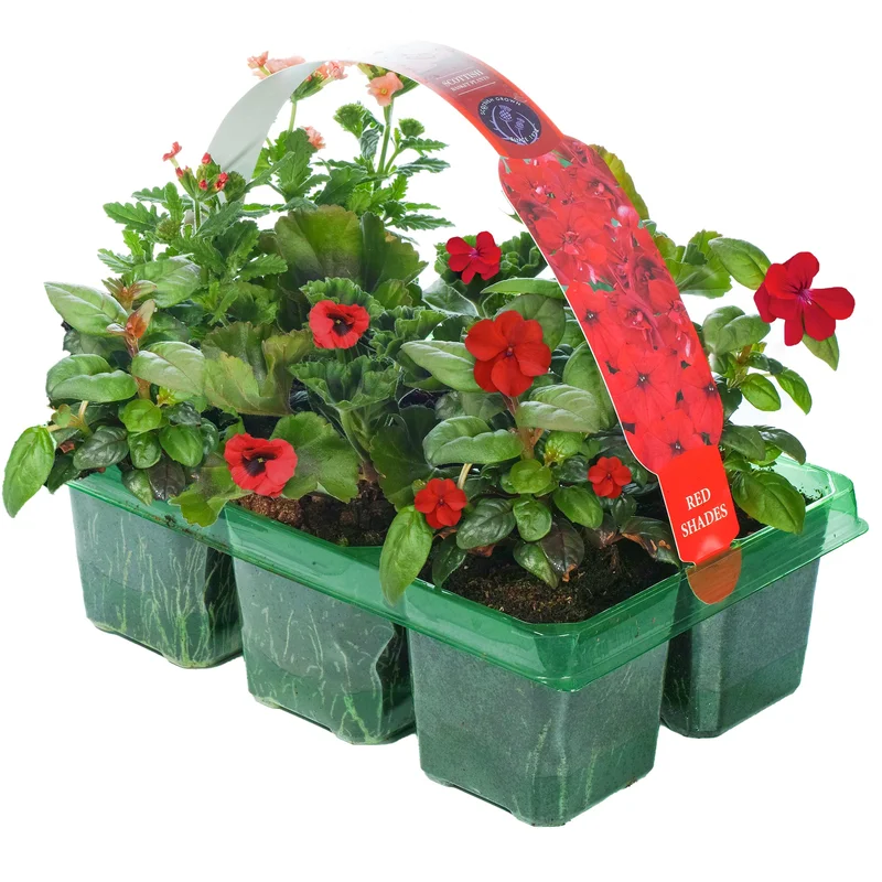 247plants2950427