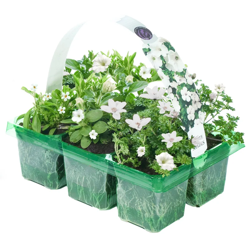 247plants2950454