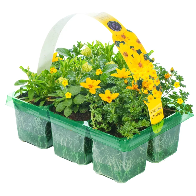 247plants2950479