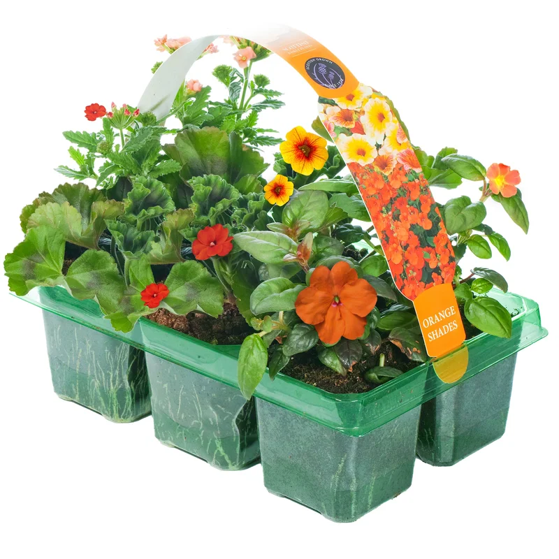247plants2950586