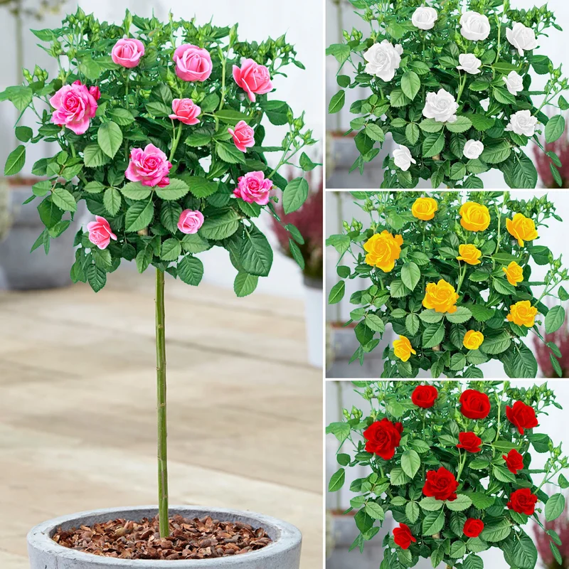 247plants2950630