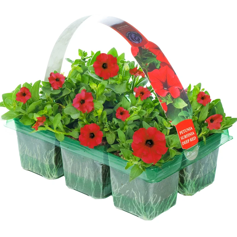 247plants2950685