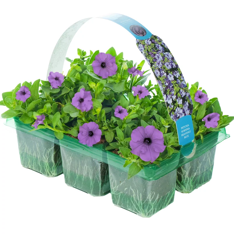 247plants2950710