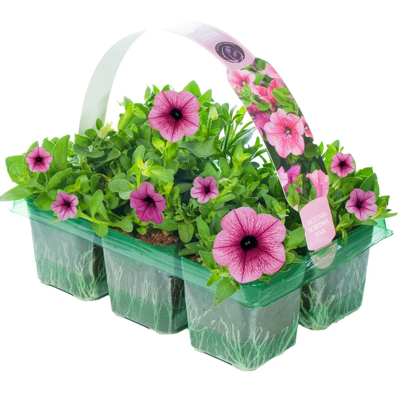 247plants2950737