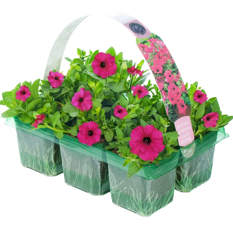 247plants2950761