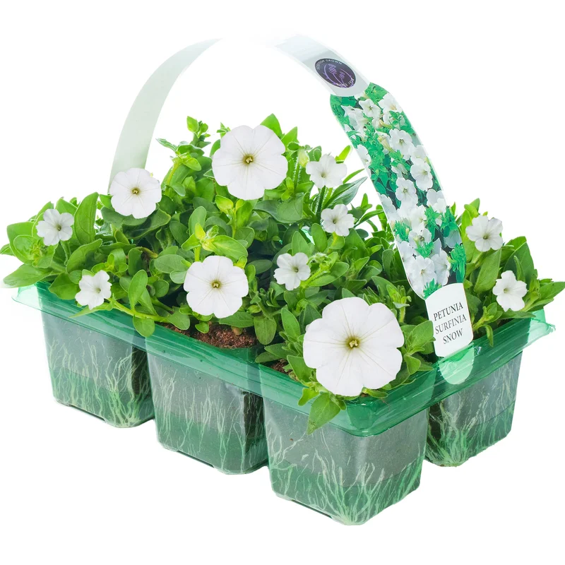 247plants2950783