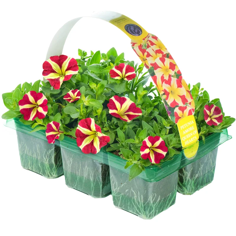 247plants2950827