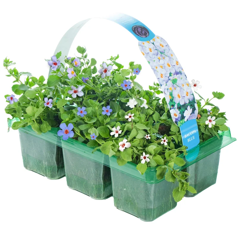 247plants2950849