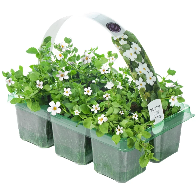 247plants2950873
