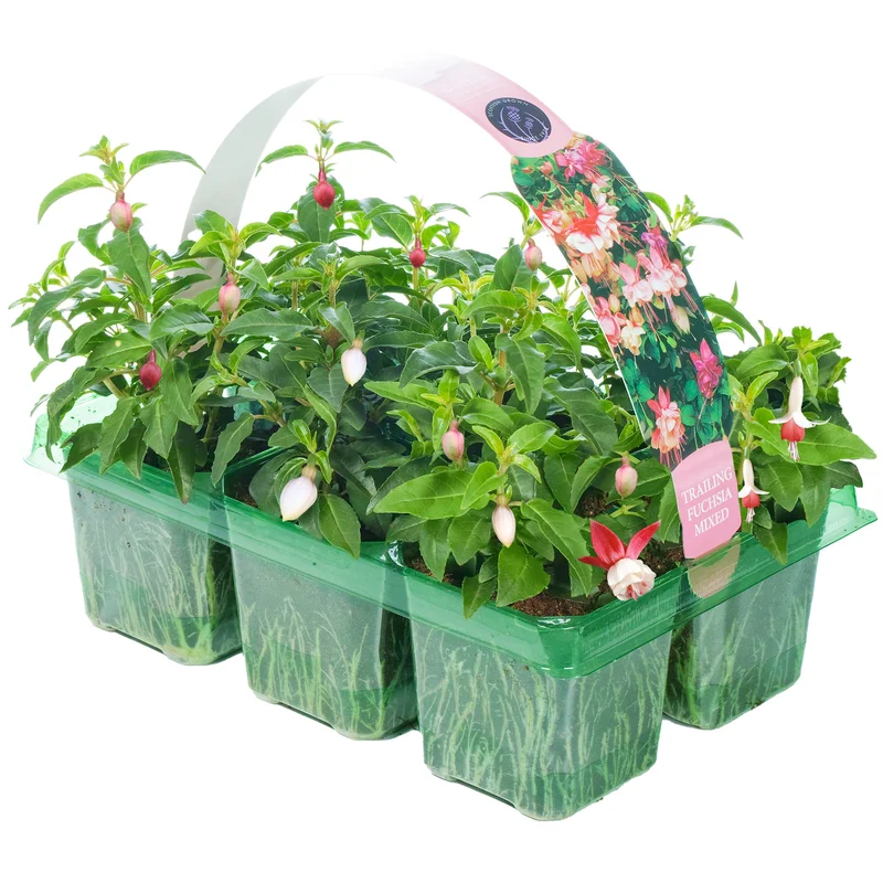 247plants2950900
