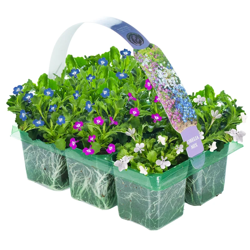 247plants2950926
