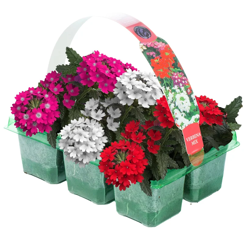 247plants2950966