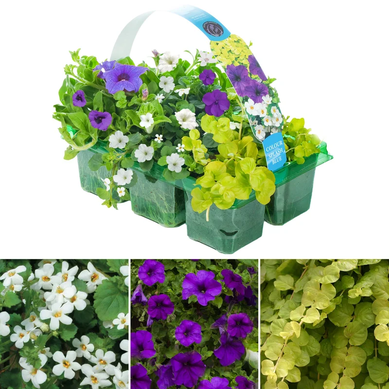 247plants2950994