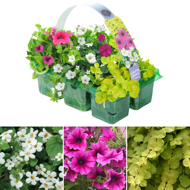 247plants2951043