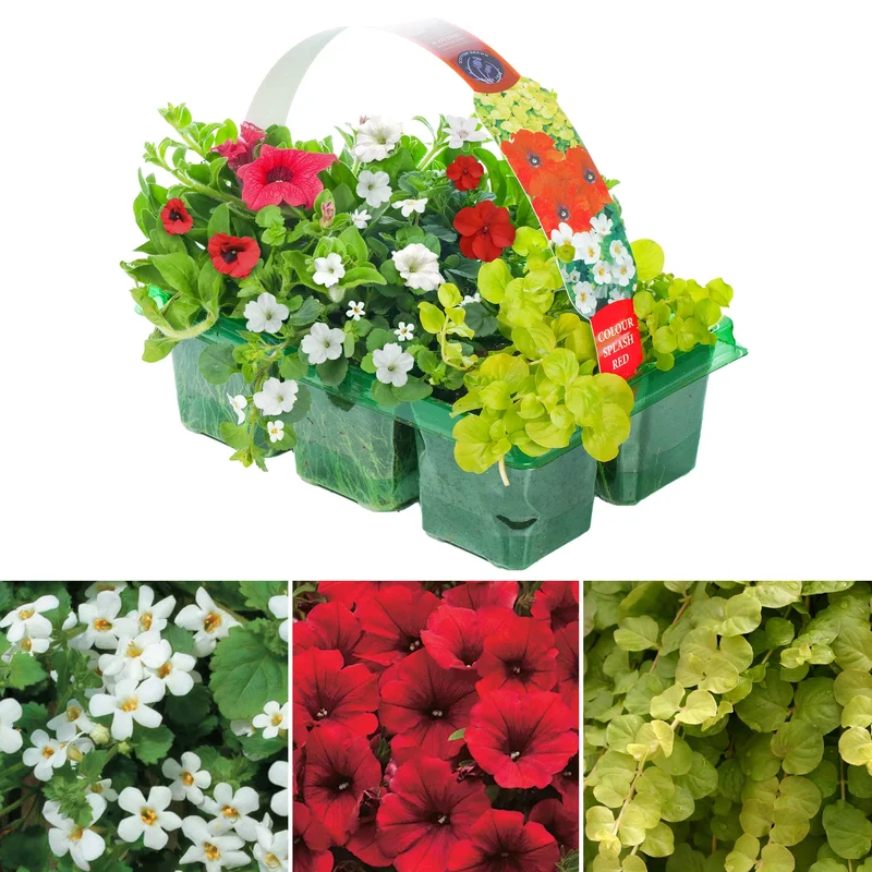 247plants2951074