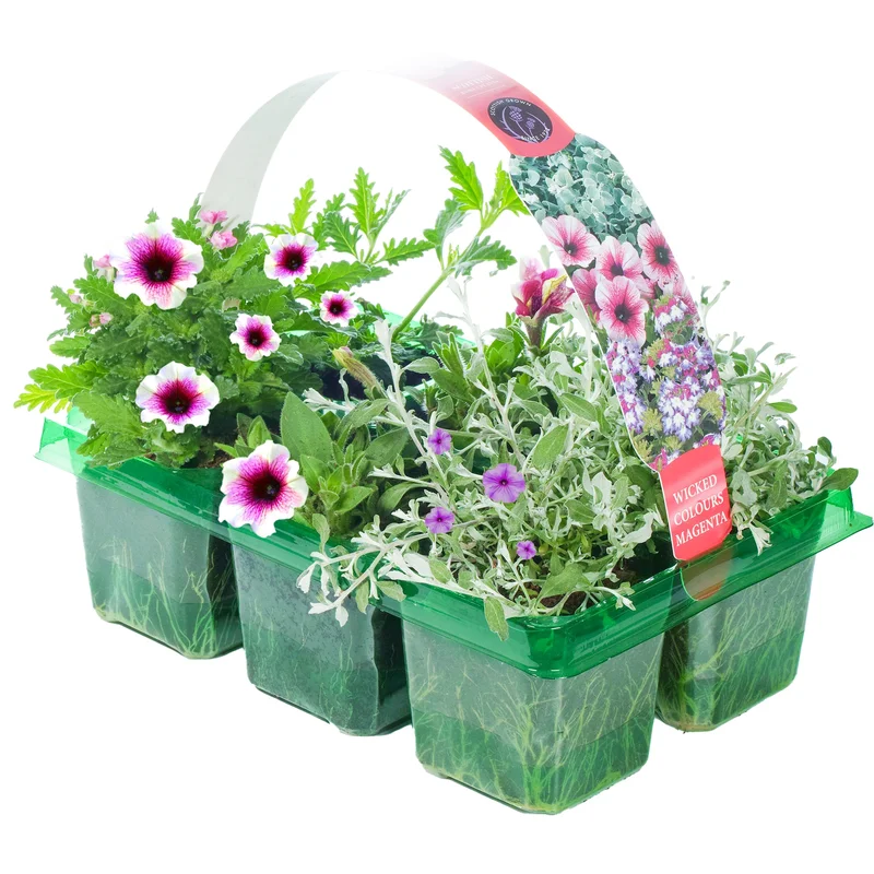 247plants2951095