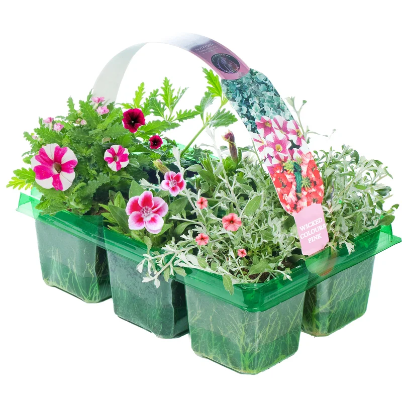 247plants2951121