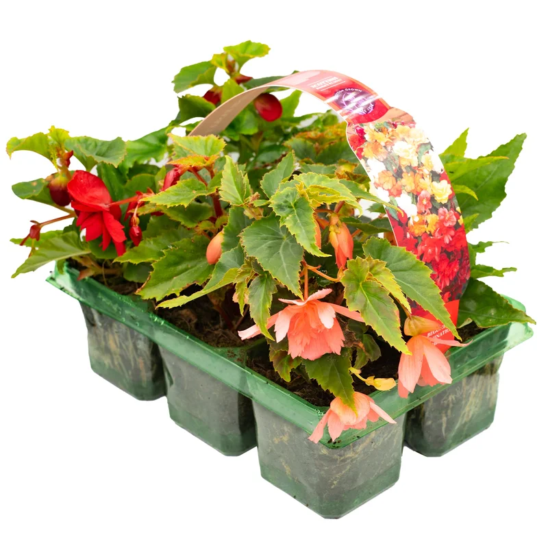 247plants2951187