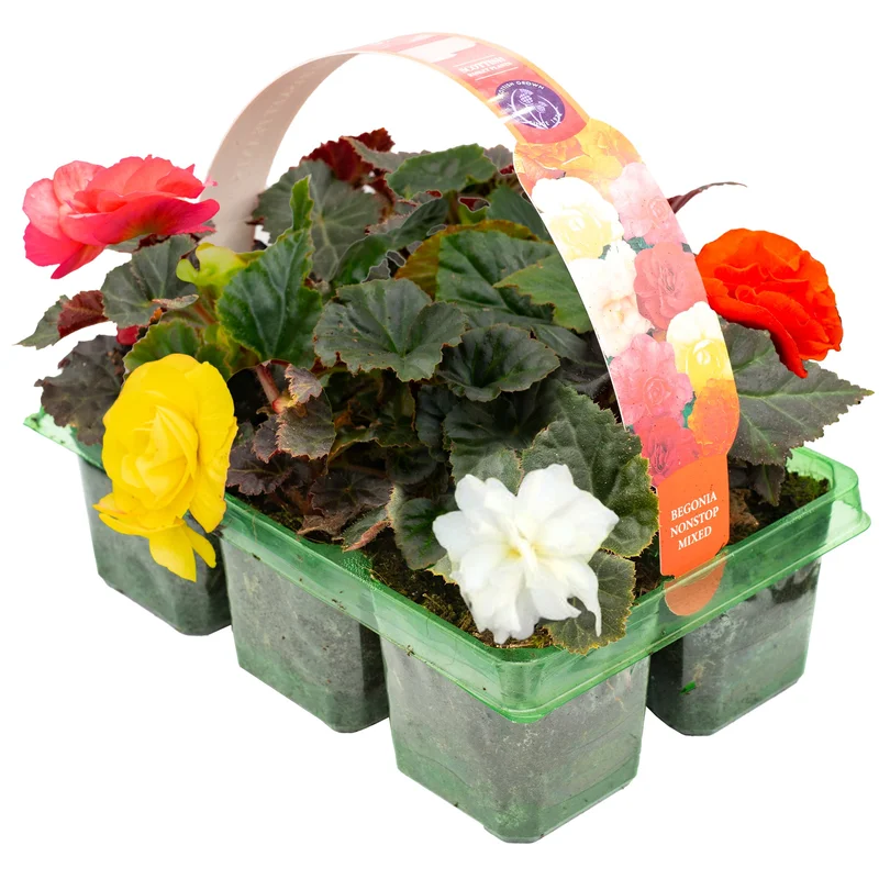 247plants2951207