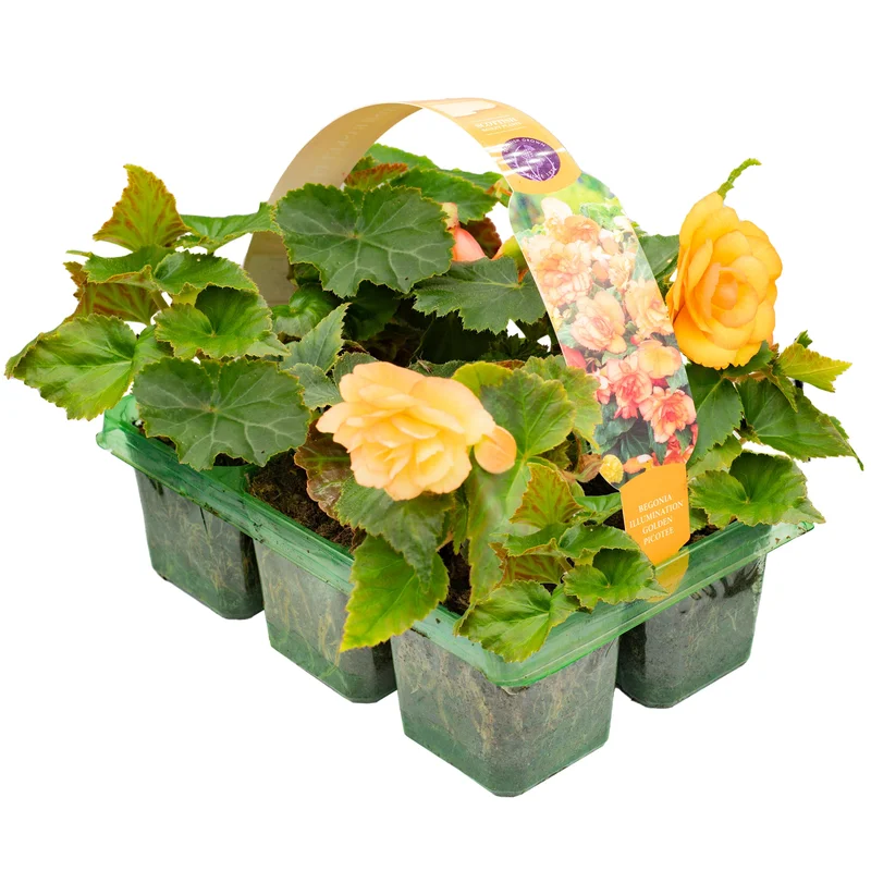 247plants2951262