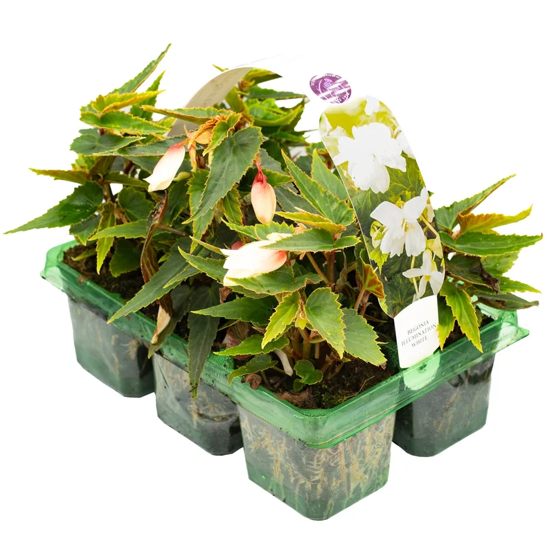 247plants2951292