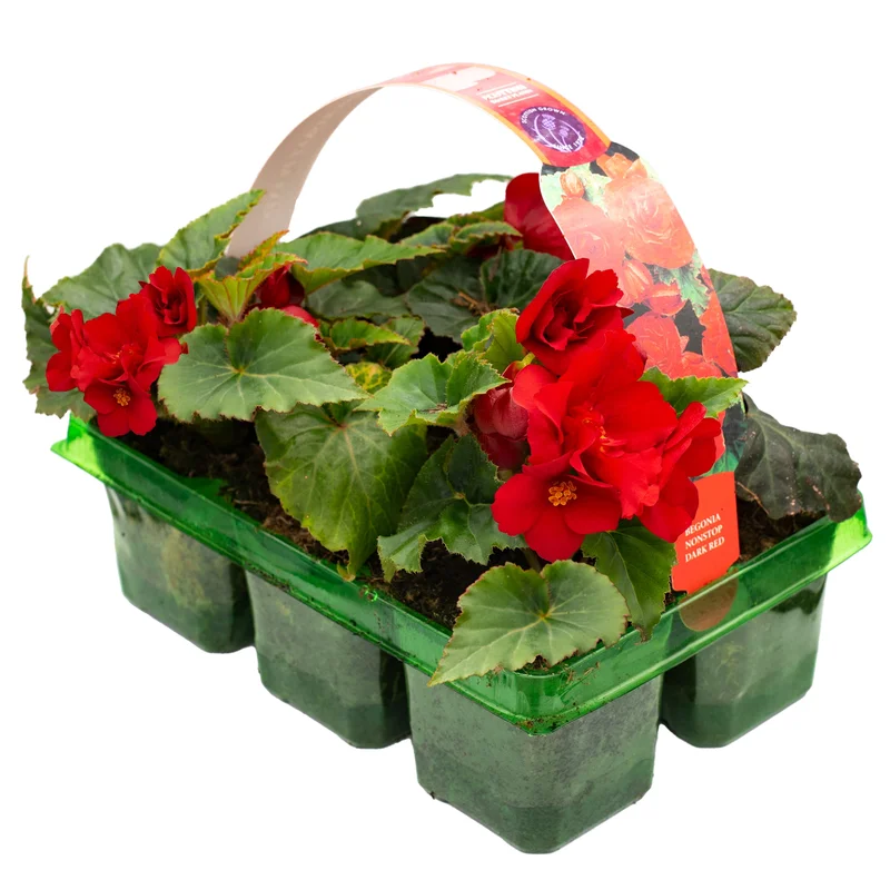 247plants2951310