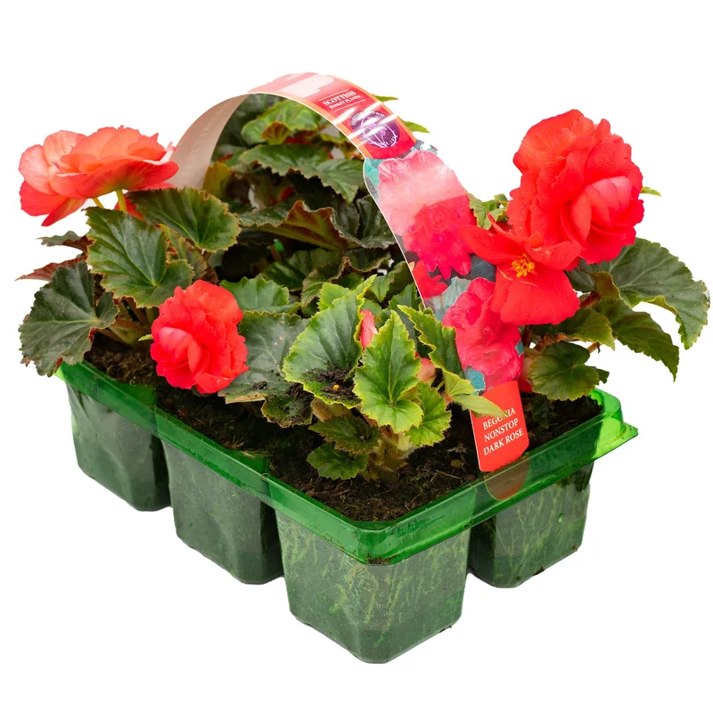 247plants2951334