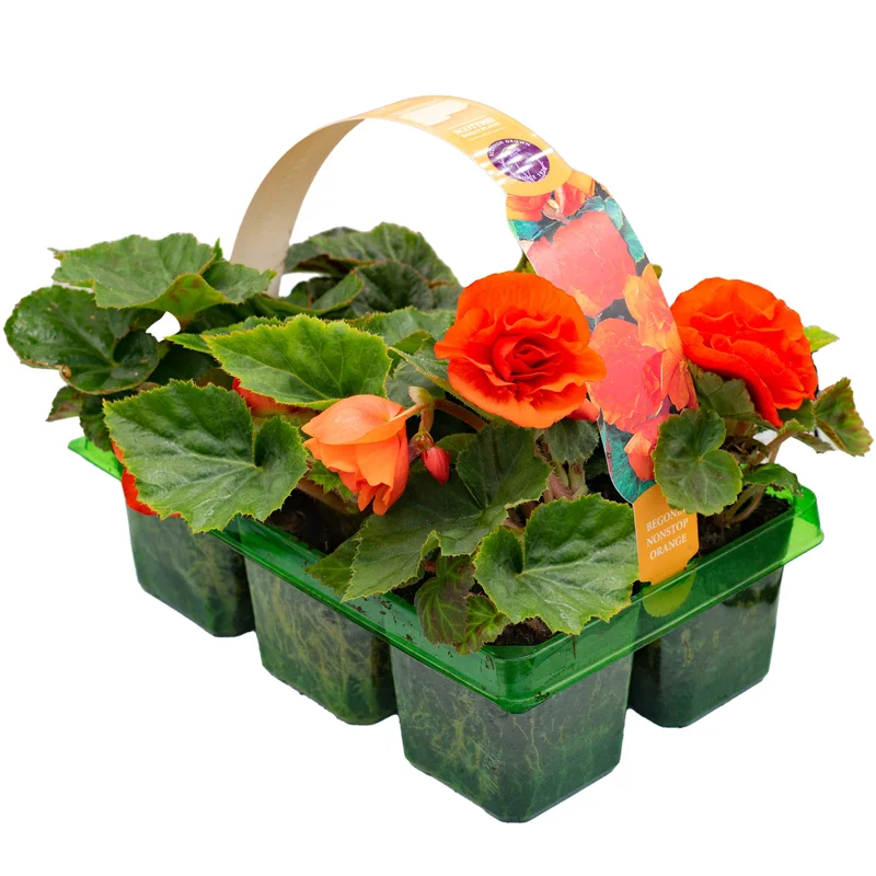 247plants2951354